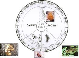 Environmental concerns have focused attention on natural forms of disease. Horticultural Pest Control Ipm Physical Pest Mngt Flashcards Quizlet