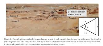 Inside the shell is coconut water. The Coleopterists Society Pa Twitter Literaturenotice Griffin Symonds Environment And Local Substrate Availability Effects On Harem Formation In A Polygynous Bark Beetle Https T Co A0mho1oqag Beetle Beetles Barkbeetles Polygyny Coleoptera