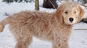 We did not find results for: Four Facts About Hybrid Dogs Unethical Breeders Don T Want You To Know Pethelpful