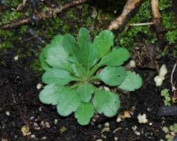 Image result for Conyza limosa