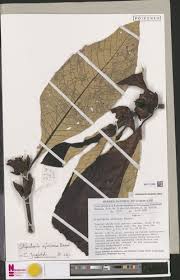 Image result for Stipularia africana