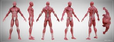 Learn the muscles of the arm with free quizzes, diagrams and worksheets. Brent Rombouts Anatomy Study With Turntable
