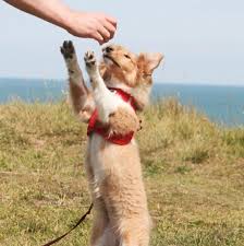 Dailybarker Dog Dog Education Puppy Click On The Link Below To Educate Your Dogs Easily Dogs Dog Lovers Your Dog