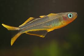 Image result for Pseudobromus