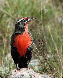 Black Bird With Orange Belly In Georgia Long Tailed Meadowlark S America The Falkland Islands Beautiful Birds Bird Birds