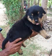 We did not find results for: Rottweiler Puppies In Sri Lanka Siyaluma Lk