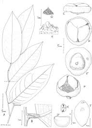 Image result for Pancovia holtzii