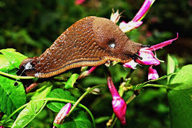 Set these up as follows: 10 Natural Ways To Keep Slugs Out Of Your Garden