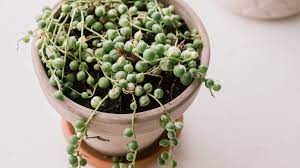 We did not find results for: 9 Cute Small Indoor Plants