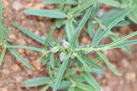 Image result for Polygala erioptera