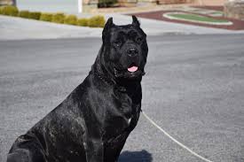 Black presa canario puppies for sale. Socal Presa Tyson Xxl Presa Canario Stud Socalpresa Presa Canario Breeder