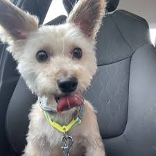 THE BEST 10 PET GROOMERS near HARMONY, NJ 08865