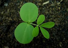 Image result for Senna obtusifolia