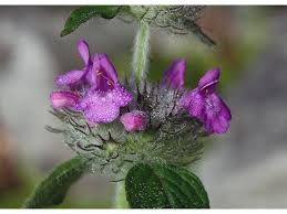 Image result for Clinopodium simense