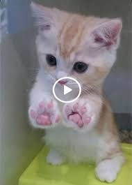 Animals Discover Pembe Patili Kedi En 2020 Gato Tom Feliz Cumpleanos Videos Comicos De Animales Feliz Cumpleanos Gatos