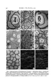 Image result for Crateranthus congolensis