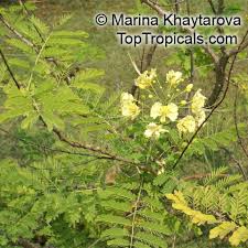 Image result for Caesalpinia sappan