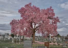 Image result for magnolia genia