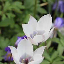 Image result for Tinnea coerulea