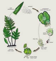 To make this easier, leave a cell or two empty in the tray and. Seeds Vs Seedless Plants Biology Socratic