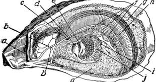 Gastronomista Culture Of Cocktails Oystering Oysters Scientific Illustration Oyster Pearl