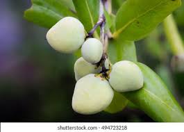 Image result for Avicennia marina