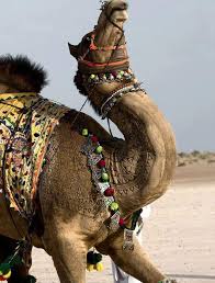 How much water does a camel drink. Pin On Egypt