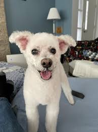 Bark From The Heart Rescue NFP Reviews and Ratings