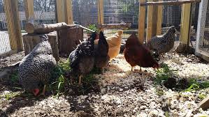 The Best Stuff To Put In Your Chicken Run Area Chicken Runs Chicken Coop Run Small Chicken Coops