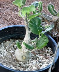 Image result for Cibirhiza