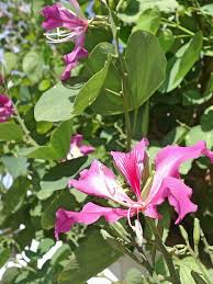 Image result for Bauhinia purpurea