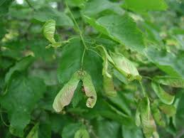 Image result for Deinbollia kilimandscharica