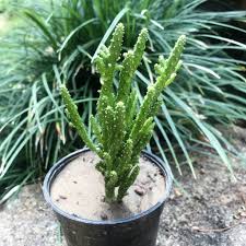 Image result for Opuntia monacantha