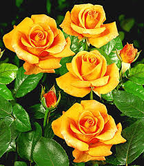 Wisst ihr, dass sich in eurem familiären umfeld oder unter euren freunden fans schöner balkons und gärten befinden, könnt ihr. Edelrose Maja Oetker 1a Qualitat Kaufen Baldur Garten