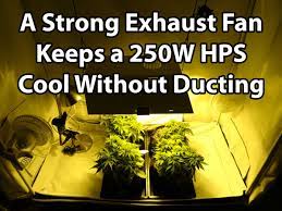 Nov 16, 2017 · assuming a 12 hour flowering cycle and a rate of $.20 cents per kilowatt hour, it costs about $.70/day to run a 250 watt hps grow light bulb. Grow 4 7 Oz With A 250w Hps Beginner Tutorial Grow Weed Easy