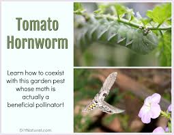 We did not find results for: Tomato Hornworm Learn How To Coexist With This Beneficial Pollinator