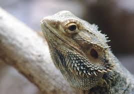 Can bearded dragons eat lettuce. Bearded Dragon Pet Care Food Environment Supplements Texvetpets