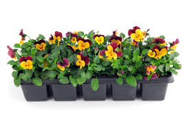 How cold can pansys take? All You Need To Know About Pansy Care Gardenerdy