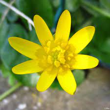 Scarica questa immagine gratuita di fiori spontanei gialli dalla vasta libreria di pixabay di immagini e video di pubblico dominio. 20 Piante Che Potreste Incontrare Lungo Una Strada Di Campagna Blog Di Matematica E Scienze