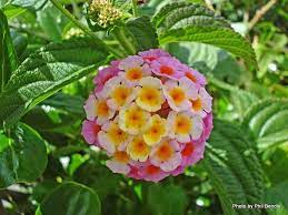 Pin By Richard Geer On Gardening Lantana Flowering Shrubs Making Plant Pots