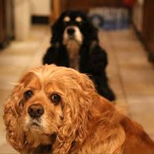 Your pet is part of the family, and should be treated as such. Aussie Pet Mobile Greater Memphis West Tn 64 Photos 29 Reviews Pet Groomers Memphis Tn Phone Number