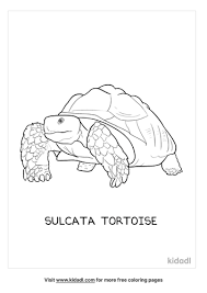 The tortoise is a magnificent creature. Sulcata Tortoise Coloring Pages Free Animals Coloring Pages Kidadl