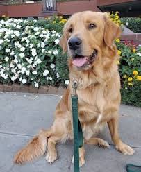 Golden Retriever Rescue Of Greater Los Angeles Online