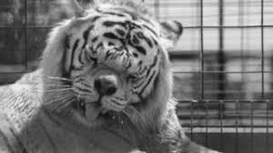 I can't stop laughing, he's just so funny and cute looking! Michael Wadlow The Ballad Of Kenny The Down Syndrome Tiger Youtube