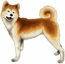 linda raca akita dog baby akita dog akita