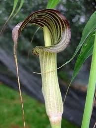 Image result for Arisaema mildbraedii
