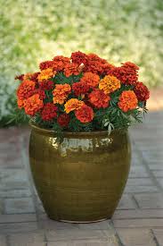 Silk artificial flowers for arrangements & decorations! Fireball Bulk 500 Seeds Flower French Marigold A2btravel Ge