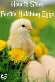 Jan 08, 2019 · if you choose to use an incubator rather than a hen, it does have some advantages, but also requires your attention daily (at least) for 21 days and beyond. Storing Fertile Chicken Eggs 5 Steps To A Successful Hatch
