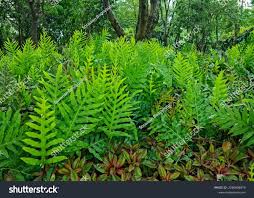 Image result for Microsorum scolopendria