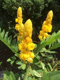 The flowers look almost like red caterpillars and can get quite long. Candle Tree Senna Alata This Appears To Be A Terrific Tropical Plant Typically Grown As A Large Annual In The Temperat Trees To Plant Plants Blooming Plants